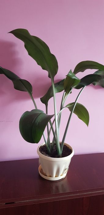 Цветы комнатные.