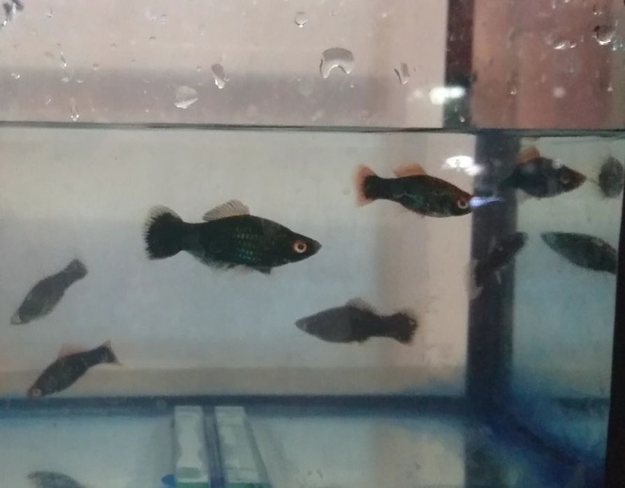 Мечиносцы, Моллинезии,Гуппи,Сомики Анциструсы и др Мирные рыбки.