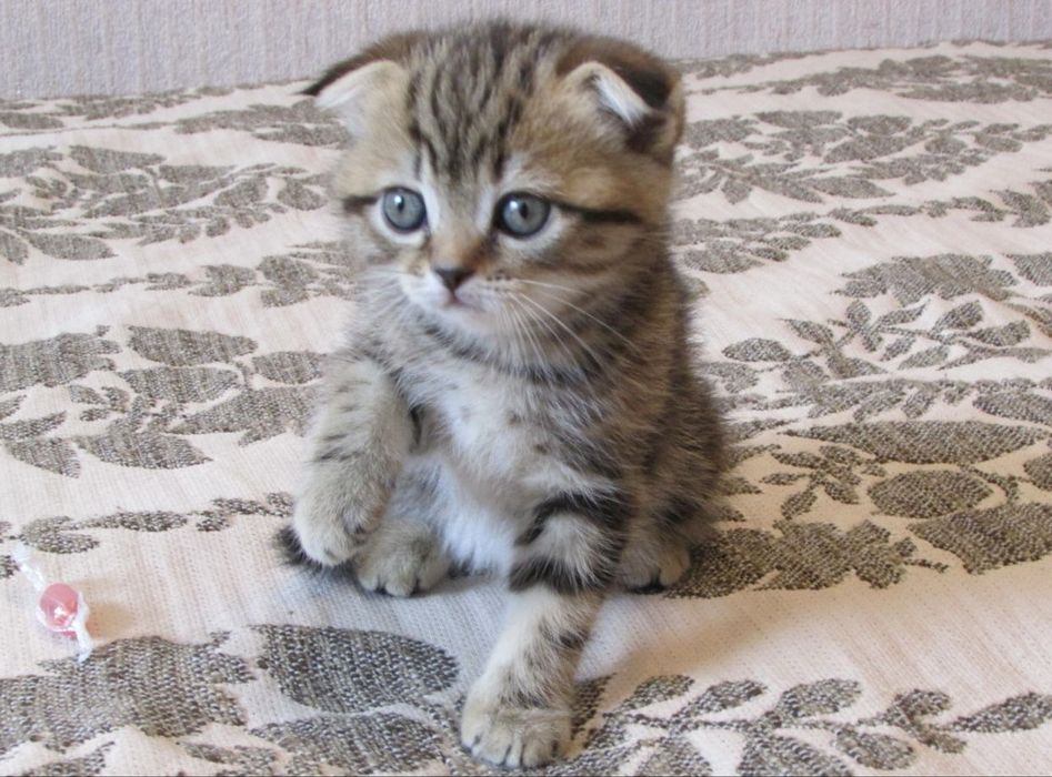 Золотые Вислоушкии