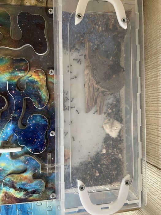 Муравейник диаметром 20x25.