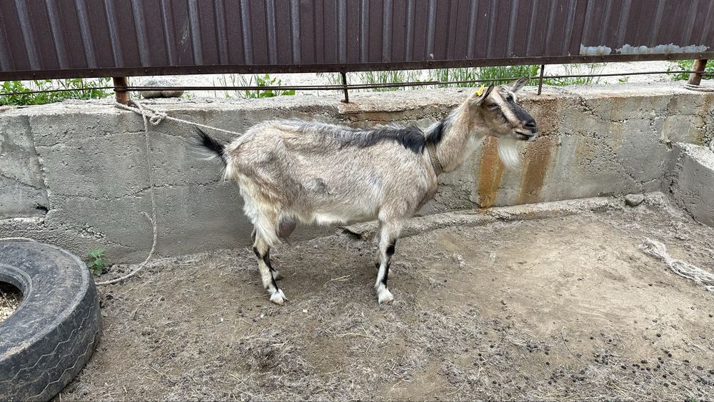Альпы тұқымды ешкі, 4л сүт береді