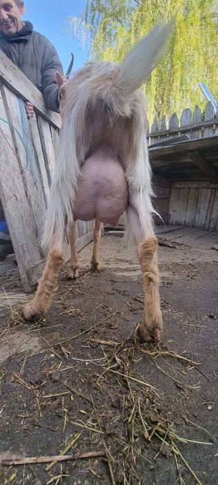 Capra de un an cu un ied (mascul)