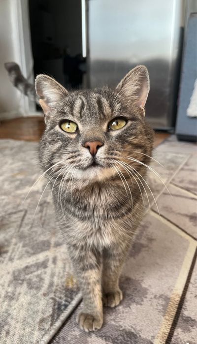 Отдам кота мышелова