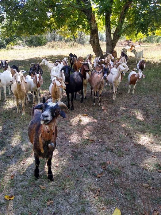 Продавам кози 20 броя