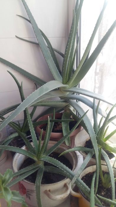 Цветы комнатные и лечебные