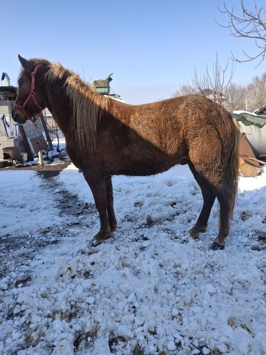 Продам жеребца срочно