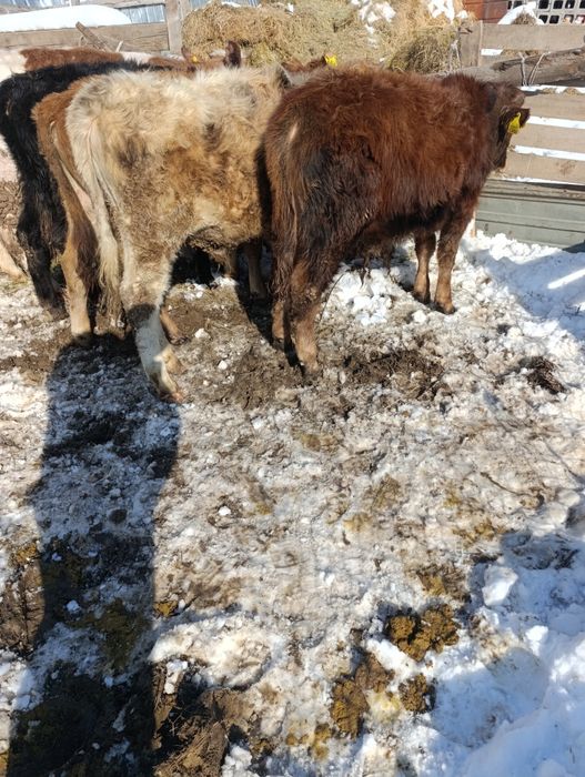 Продам хороший телят