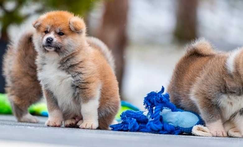 Собака, Акита ину