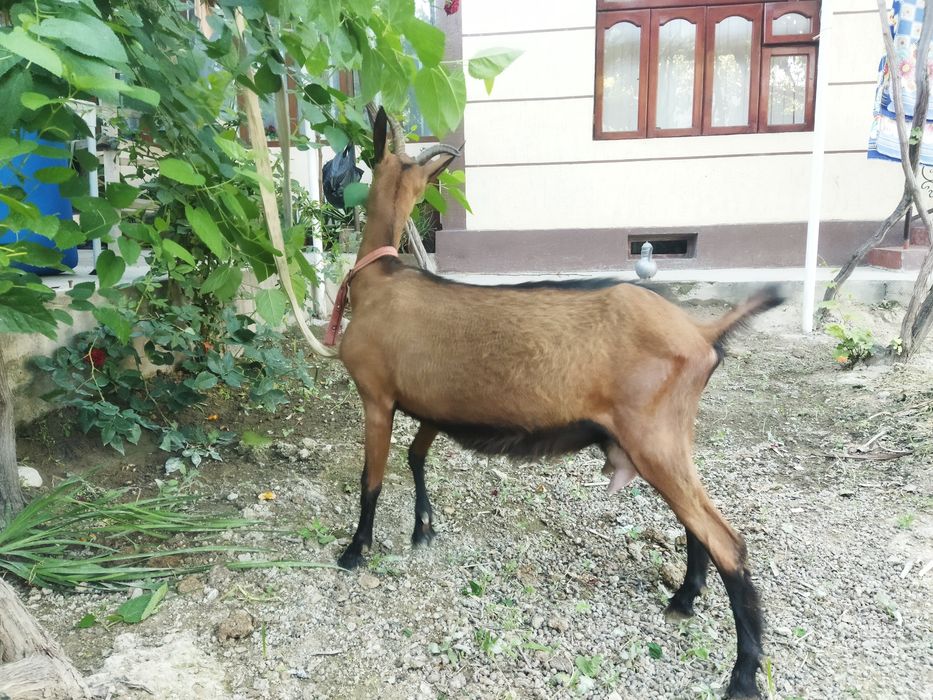 Allpen echki sotiladi