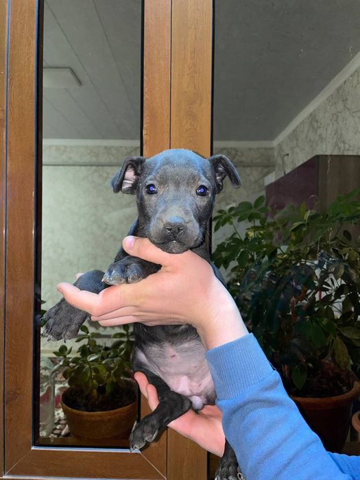 Папа стаффошер мама питбуль продою щинки