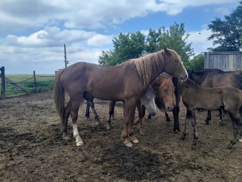 Жеребец полутяжеловоз