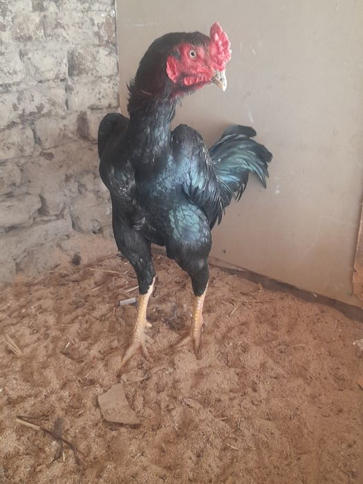 Ёшига етиб утти жада серкалтак