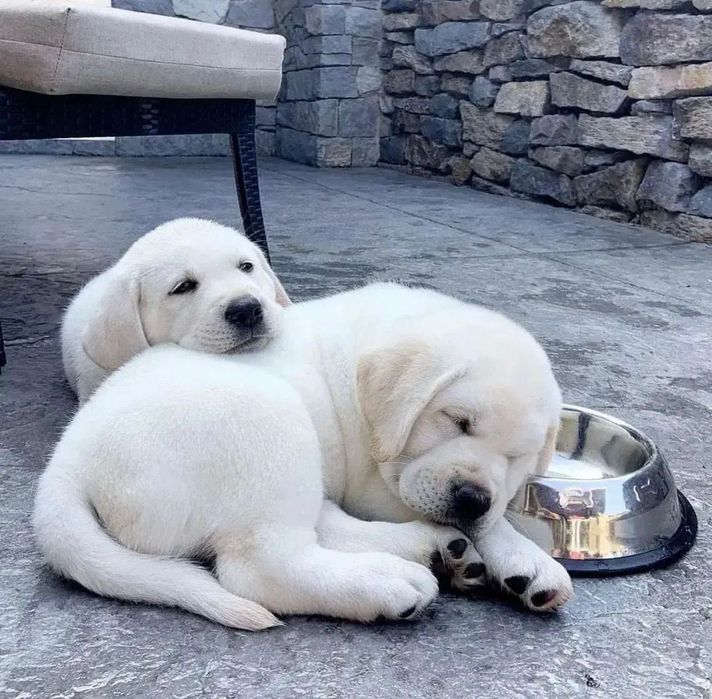 Роскошные Щенки Лабрадора