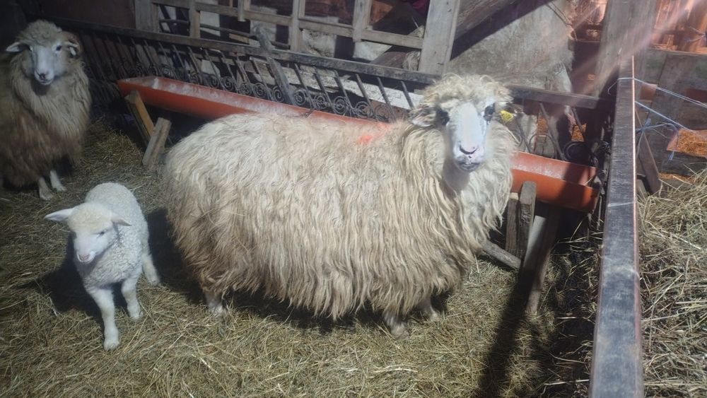 4 oi de vânzare două cu miei și două trebuie să fete.