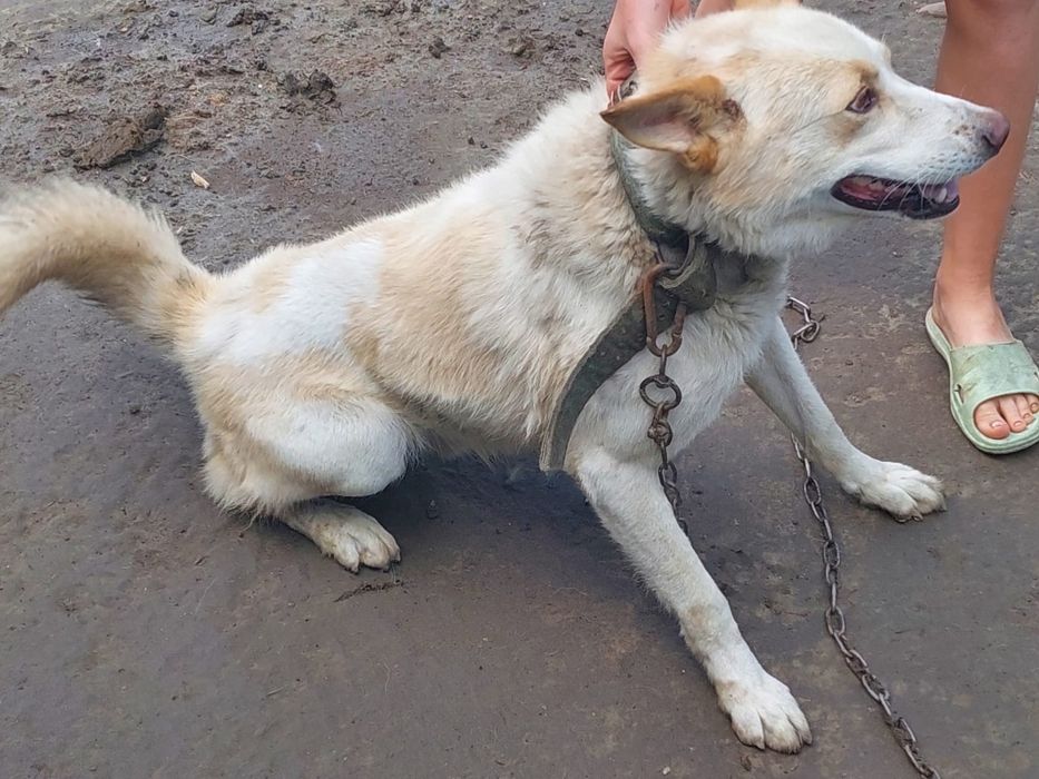 Отдам в хорошие руки