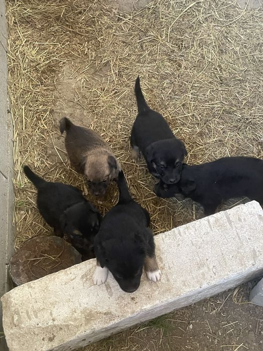 Catelusi pentru adoptie