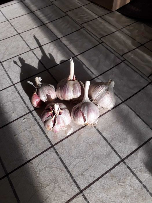 чеснок домашний дачный