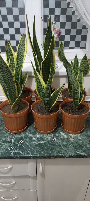 Комнатные цветы не дорого