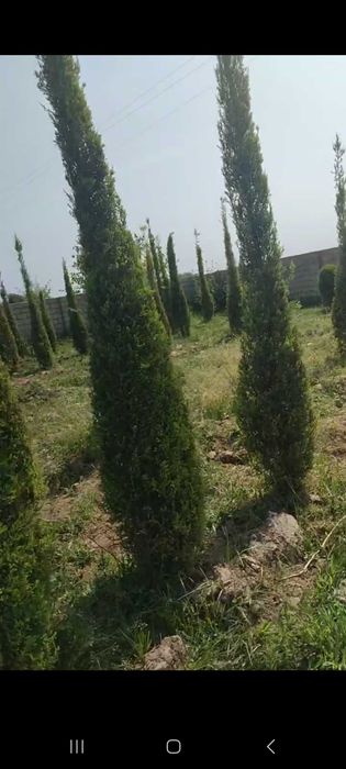 Можжевельник стрижка килинган кучатлари сотилади