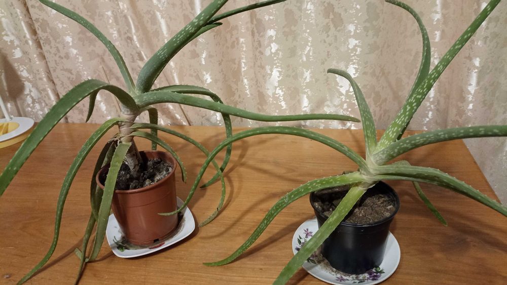 Продам комнатное растение алоэ.