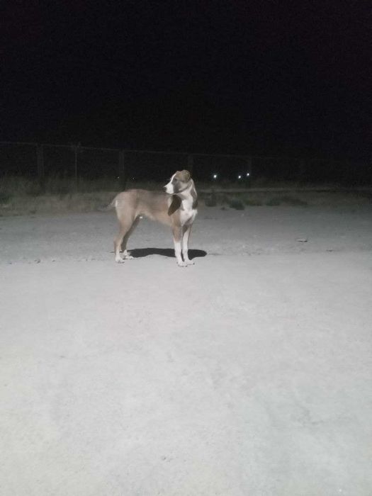 Срочный Алабай боласи сотилади