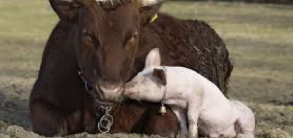 Ветеринар, ветврач, мал дәрігері