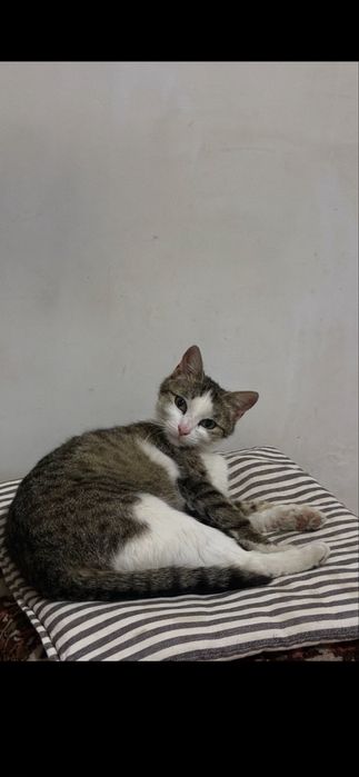 Pisica femela spre adoptie