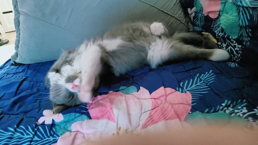 Котёнок мальчик бесплатно!