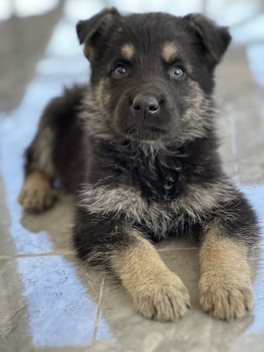 Немецки овчарка