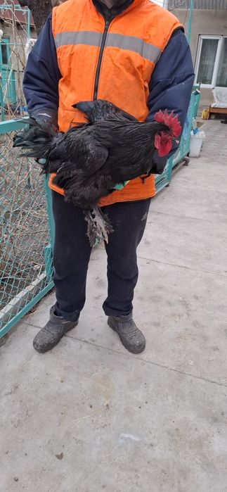 Продаю Петухов Брамма