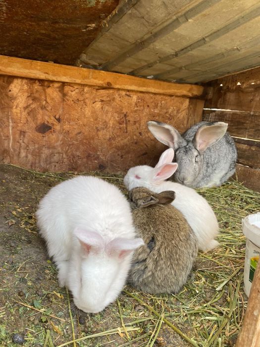 Продам кроликов разных