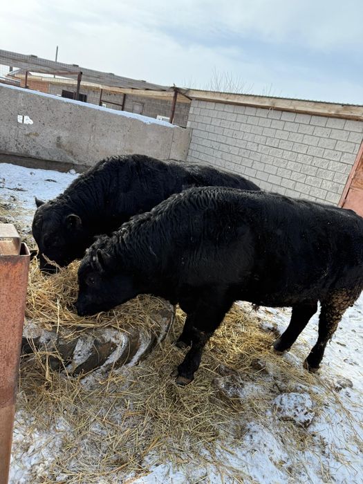 Продам быков 2-годовалых