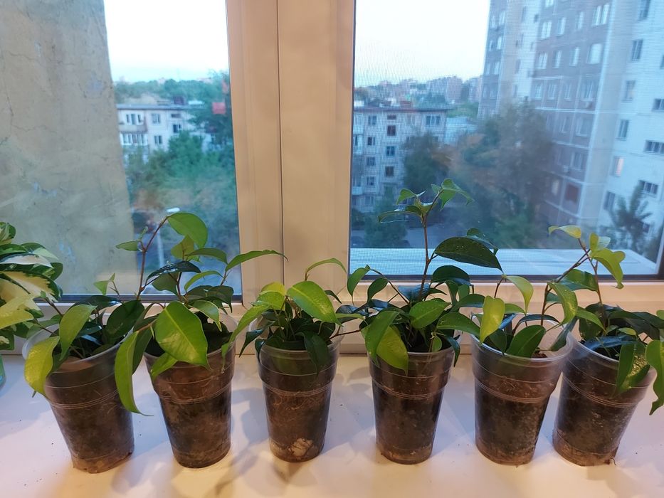 Фикус Бенджамина укоренённые черенки.