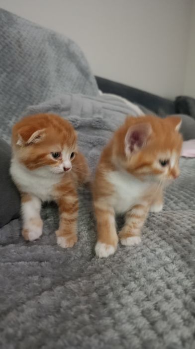 Породистые котята