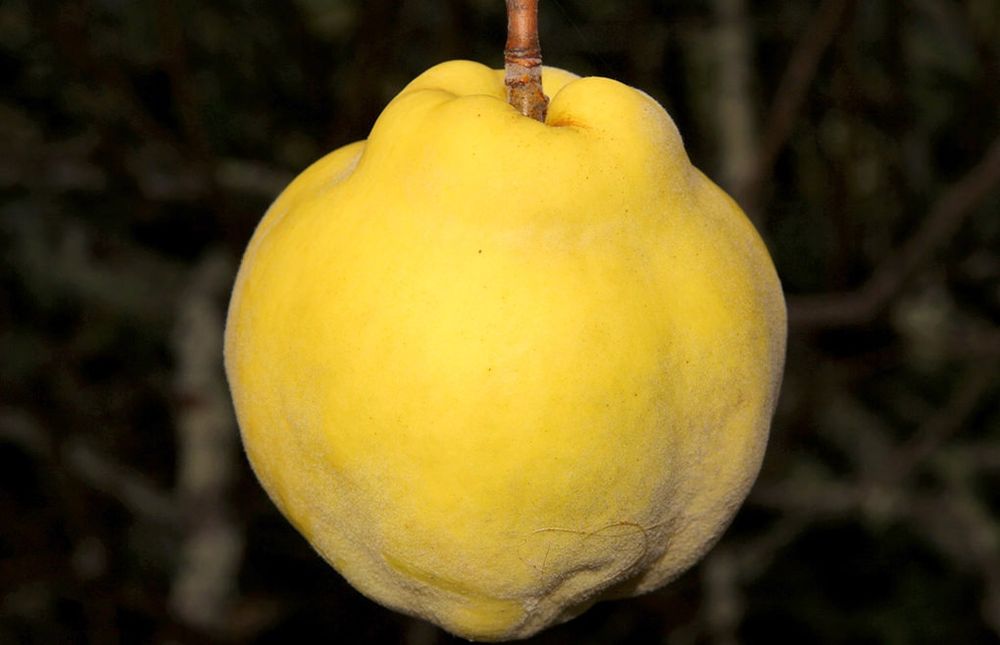 Pomi Fructiferi Glia Stramoseasca (Soiuri de Gutui )