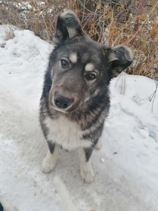 Щенок срочно ищет дом