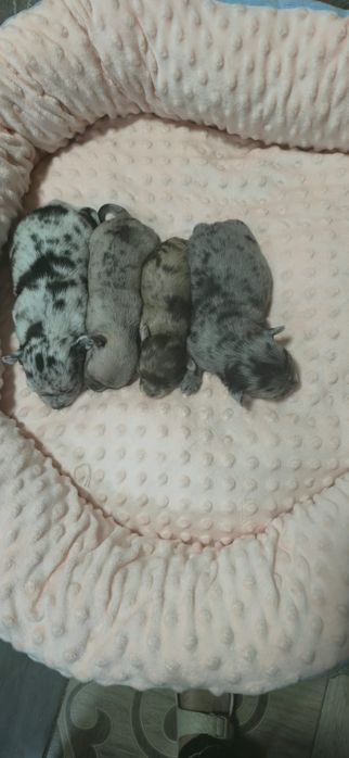 Щенков породы Чихуахуа