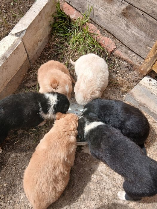 Одам бесплатно щинят