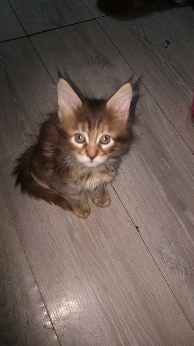 котята Мейн-куна.