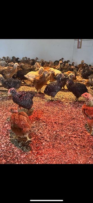 Pui de gaina zbura rasa mixta Kabir