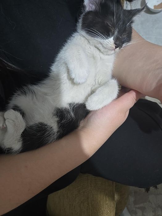 Котёнок, 1,5-2 месяцев
Нашли мал