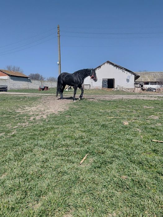 Vând iapă de 6 ani metis de Nonius cu Frizian