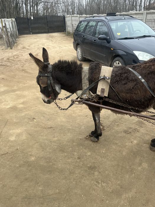 Vand sau schimb Magar