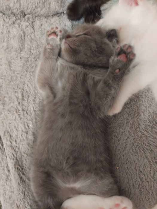 Вислоухий котенок