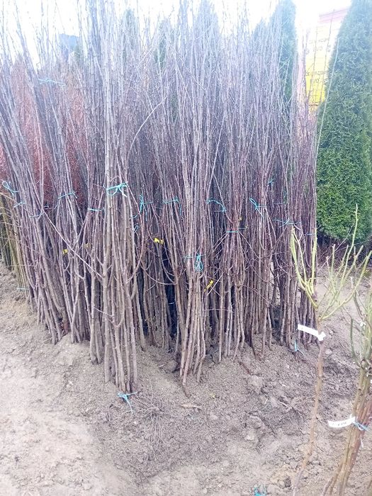 Pomi fructiferi de vânzare