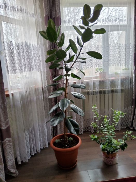 Фикус Роберта (Комнатное растение) 2м