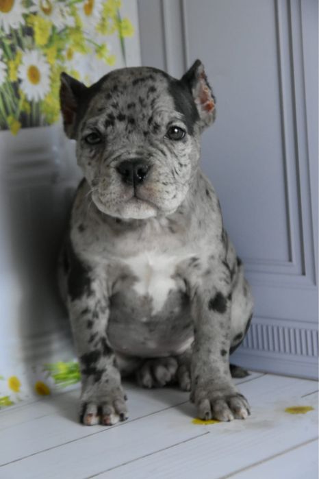 Американская булли