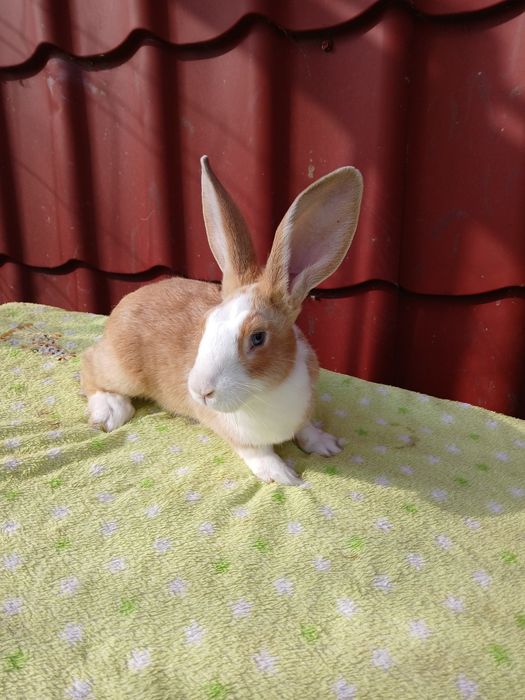 Iepure Hycole Francez