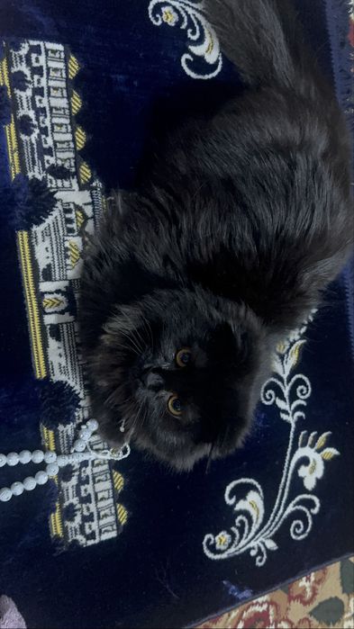 Продаю кота породи хайлендсфолд