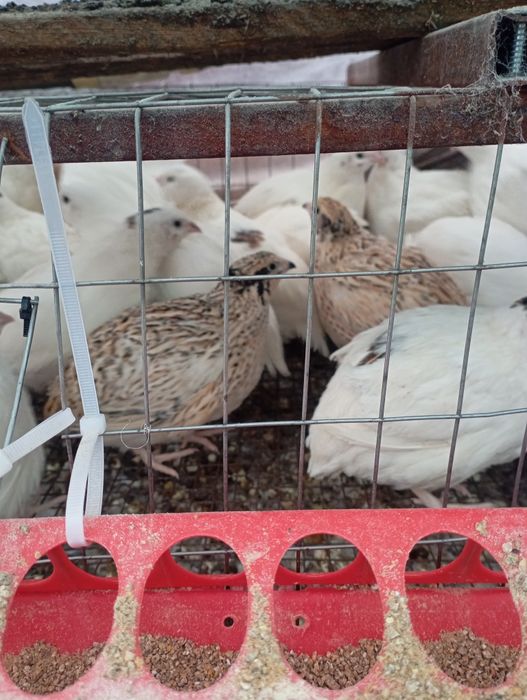 Проются перепелки